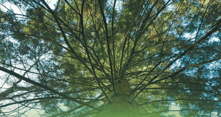 Flyer_Sommerfest_B90_Die_Grünen_Grünberg